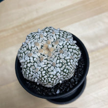 Kép betöltése a galériamegjelenítőbe: Astrophytum asterias &quot;Super kabuto&quot; - Tengerisün kaktusz - Tropical Home 
