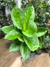 Kép betöltése a galériamegjelenítőbe: Aglaonema "Lemon mint" 12cm - Rákvirág - Chinese Evergreen - Tropical Home 
