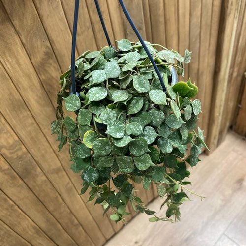 Hoya curtisii - Tropical Home 