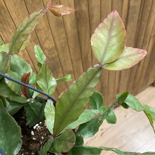 Rhipsalis elliptica - Tropical Home 