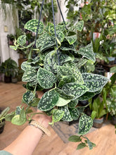 Kép betöltése a galériamegjelenítőbe: Scindapsus pictus "Tricolor silver" 15cm, kasztós cserépben - Tropical Home 
