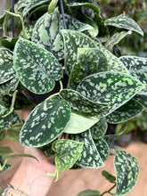 Kép betöltése a galériamegjelenítőbe: Scindapsus pictus "Tricolor silver" 15cm, kasztós cserépben - Tropical Home 
