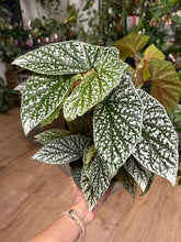Kép betöltése a galériamegjelenítőbe: Begonia "Snowcap" 17cm - Tropical Home 
