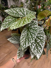 Kép betöltése a galériamegjelenítőbe: Begonia "Snowcap" 17cm - Tropical Home 
