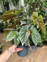 Kép betöltése a galériamegjelenítőbe: Begonia "Snowcap" 17cm - Tropical Home 
