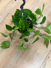 Kép betöltése a galériamegjelenítőbe: Epipremnum aureum "Global green" - akasztós cserépben
