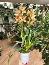 Kép betöltése a galériamegjelenítőbe: Cymbidium - Csónakorchidea 12cm - Tropical Home 
