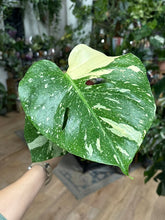 Kép betöltése a galériamegjelenítőbe: Monstera deliciosa “Thai constellation" 12cm
