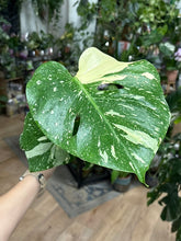 Kép betöltése a galériamegjelenítőbe: Monstera deliciosa “Thai constellation" 12cm
