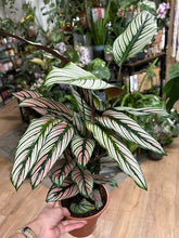 Kép betöltése a galériamegjelenítőbe: Calathea "White star" 14cm  - Zebralevél - Prayer plant - Tropical Home 
