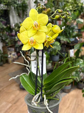 Kép betöltése a galériamegjelenítőbe: Phalaenopsis 12cm - sárga - Tropical Home 
