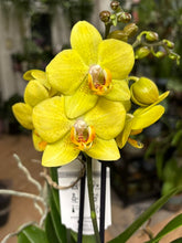 Kép betöltése a galériamegjelenítőbe: Phalaenopsis 12cm - sárga - Tropical Home 
