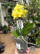 Kép betöltése a galériamegjelenítőbe: Phalaenopsis 12cm - sárga - Tropical Home 
