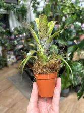Kép betöltése a galériamegjelenítőbe: Neoregelia pauciflora 6cm - Tropical Home 
