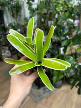 Kép betöltése a galériamegjelenítőbe: Nidularium schultesiana "Fireball" variegata 6cm
