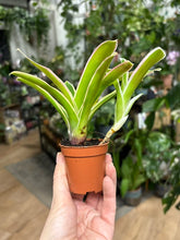 Kép betöltése a galériamegjelenítőbe: Nidularium schultesiana "Fireball" variegata 6cm

