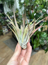 Kép betöltése a galériamegjelenítőbe: Tillandsia abdita - Air plant - Tropical Home 
