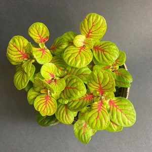 Fittonia "Bubble green" - Hálóslevél - Nerve plant - Tropical Home 