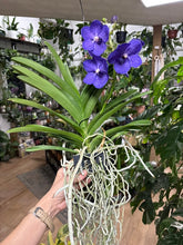 Kép betöltése a galériamegjelenítőbe: Vanda - Pártáskosbor - Lila - Tropical Home 
