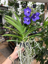 Kép betöltése a galériamegjelenítőbe: Vanda - Pártáskosbor - Lila - Tropical Home 
