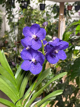 Kép betöltése a galériamegjelenítőbe: Vanda - Pártáskosbor - Lila - Tropical Home 
