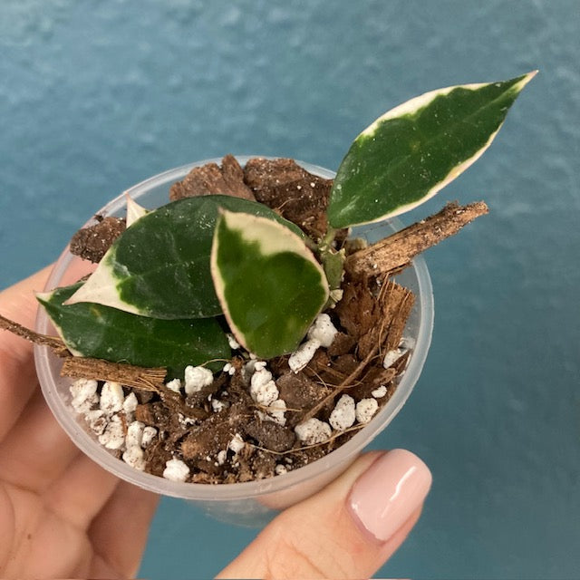 Hoya lacunosa 