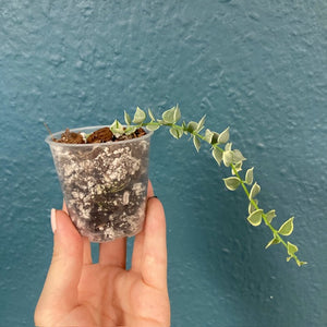 Dischidia ruscifolia "Million hearts" variegata - Saját szaporítvány