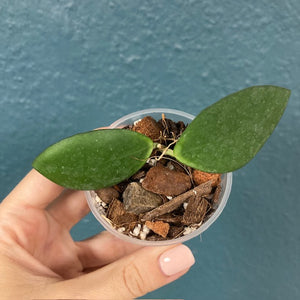 Hoya myrmecopa "Big leaves" - Saját szaporítás