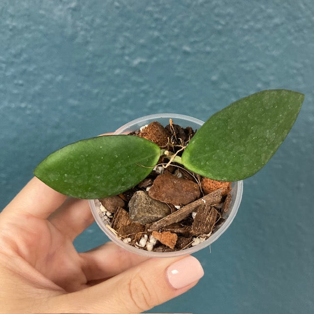 Hoya myrmecopa 