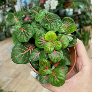 Fittonia "Bubble green" - Hálóslevél - Nerve plant