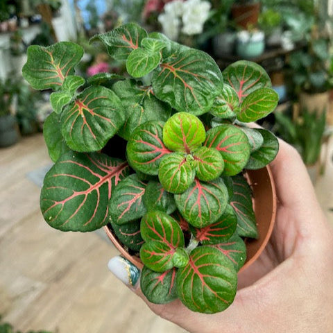 Fittonia 