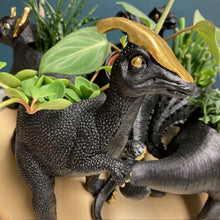 Kép betöltése a galériamegjelenítőbe: _Mini dinoszaurusz kaspó - Többféle - LIMITÁLT SZÁMBAN - Tropical Home 
