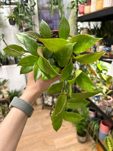 Kép betöltése a galériamegjelenítőbe: Hoya cv. "Sunrise" - Viaszvirág - Wax plant
