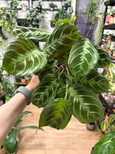 Kép betöltése a galériamegjelenítőbe: Maranta "No ID" - Nyílgyökér - Maranta "Cat moustache"
