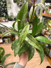Kép betöltése a galériamegjelenítőbe: Hoya pubicalyx splash 12cm - Viaszvirág
