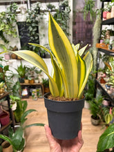 Kép betöltése a galériamegjelenítőbe: Sansevieria trif. "Green Ghost" 12cm - Anyósnyelv
