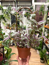 Kép betöltése a galériamegjelenítőbe: Tradescantia "Sweetness"

