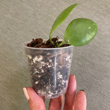 Kép betöltése a galériamegjelenítőbe: Hoya brevialata - Saját szaporítás - Tropical Home 
