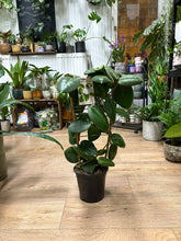 Kép betöltése a galériamegjelenítőbe: Hoya calycina "Stargazer" 17cm
