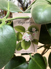 Kép betöltése a galériamegjelenítőbe: Hoya calycina "Stargazer" 17cm
