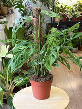 Kép betöltése a galériamegjelenítőbe: Monstera adansonii "Indonesian marble" 17cm, 4-6 töves
