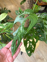 Kép betöltése a galériamegjelenítőbe: Monstera adansonii "Indonesian marble" 17cm, 4-6 töves

