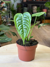 Kép betöltése a galériamegjelenítőbe: Anthurium veitchii 11cm
