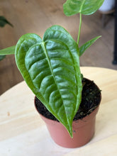 Kép betöltése a galériamegjelenítőbe: Anthurium veitchii 11cm
