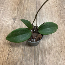 Kép betöltése a galériamegjelenítőbe: Hoya verticillata IML 1618 (Hoya wibergiae) - Tropical Home 

