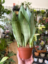 Kép betöltése a galériamegjelenítőbe: Sansevieria trif. "Moonshine" 9cm - Anyósnyelv
