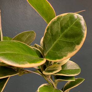 Hoya australis albomarginata "Blondie" - Viaszvirág - Tropical Home 
