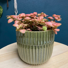Kép betöltése a galériamegjelenítőbe: Fittonia &quot;Pink special&quot; - Hálóslevél - Nerve plant - Tropical Home 
