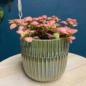 Fittonia "Pink special" - Hálóslevél - Nerve plant - Tropical Home 