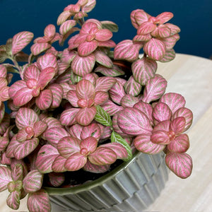 Fittonia "Pink special" - Hálóslevél - Nerve plant - Tropical Home 